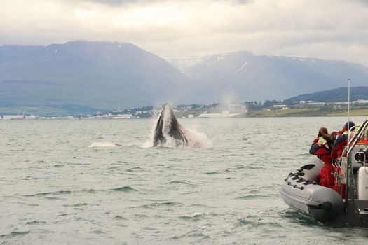 Akureyri Express Whales & Eyjafjord — photo 15