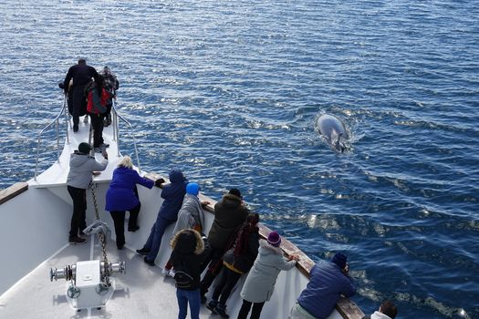 Whale Watching Cruise from Reykjavík — photo 3