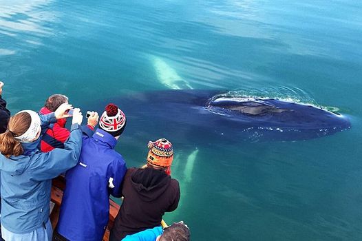 Whale Watching and Sea Angling Tour — photo 7