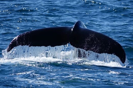 Whale Watching Cruise from Reykjavík — photo 18