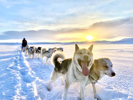 Dog Sledding Near Reykjavik — photo 7