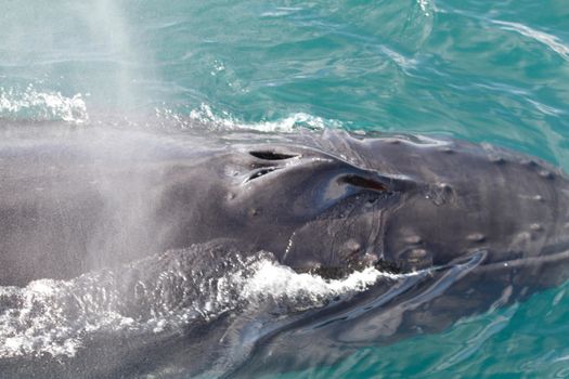 Akureyri Classic Whale Watching — photo 12