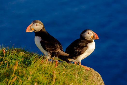 Premium Puffin Tour — photo 5