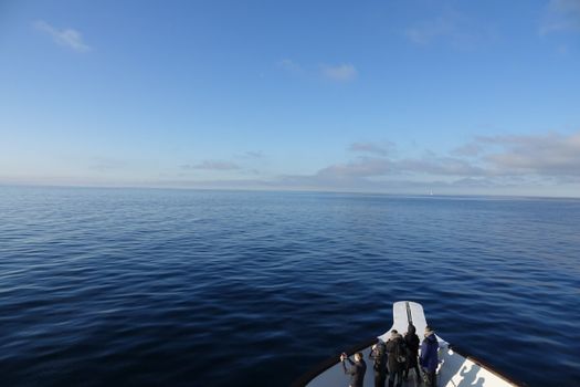 Whale Watching Cruise from Reykjavík — photo 21