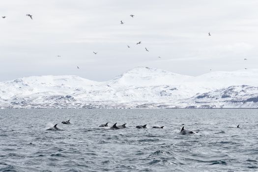 Whale Watching Ólafsvík - Snaefellsnes — photo 3