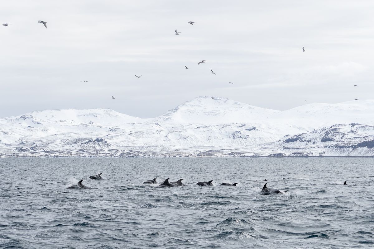 Whale Watching Ólafsvík - Snaefellsnes, photo 3 of 9