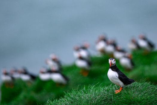 Ingólfshöfði Puffin Tour — photo 10