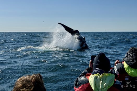Reykjavík Premium Whale Watching — photo 24