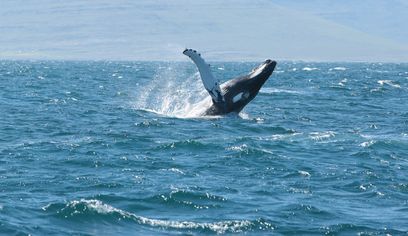 Whale Watching in Ísafjarðardjúp 