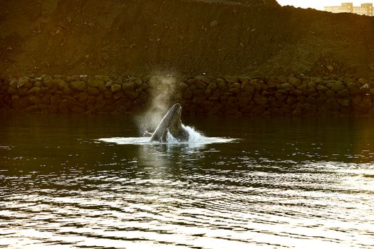 Whale Watching Cruise from Reykjavík — photo 7