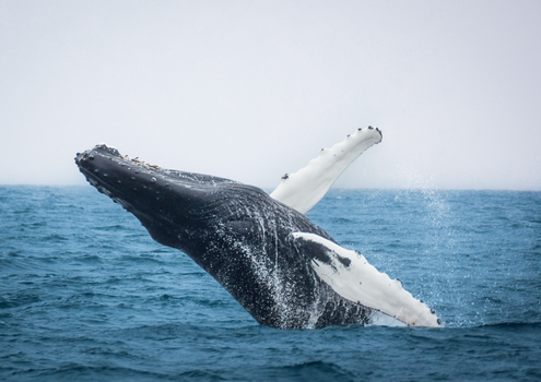 Húsavík: Small-Family Run, Responsible Whale Watching — photo 18