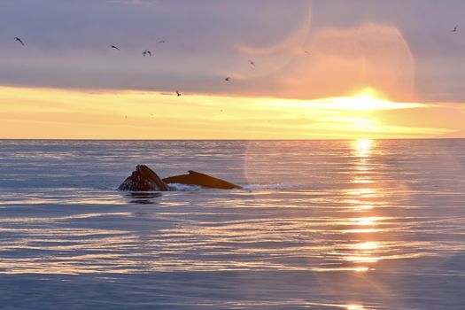 Reykjavík Classic Whales in the Midnight Sun — photo 12
