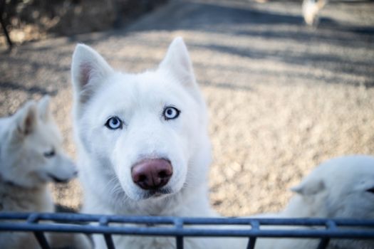 Husky Park - Kennel Visit — photo 4