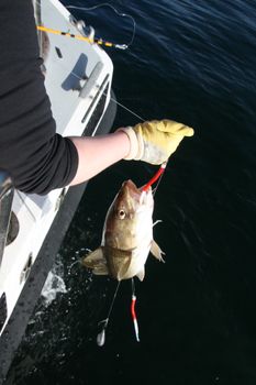 Reykjavík Sea Angling Gourmet — photo 5