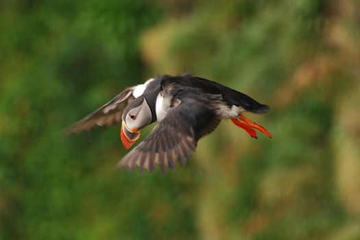 Ingólfshöfði Puffin Tour — photo 13