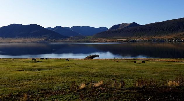 Dynjandi Waterfall & Farm Tour from Isafjordur Port — photo 5