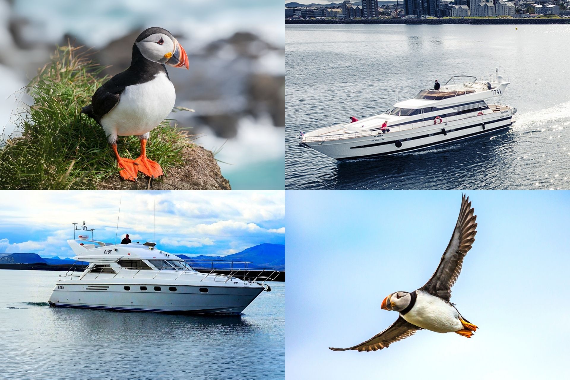 Puffin Watching Yacht Cruise from Downtown Reykjavík – Small Group Experience