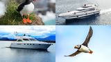Puffin Watching Yacht Cruise from Downtown Reykjavík – Small Group Experience