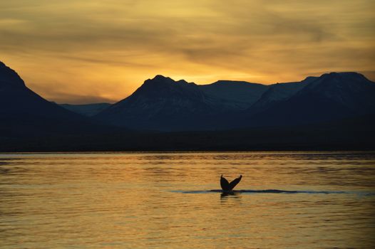 Akureyri Express Whales in the Midnight Sun — photo 2