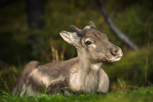 Seyðisfjörður: Puffins, Reindeer & Eastfjords Tour — photo 12