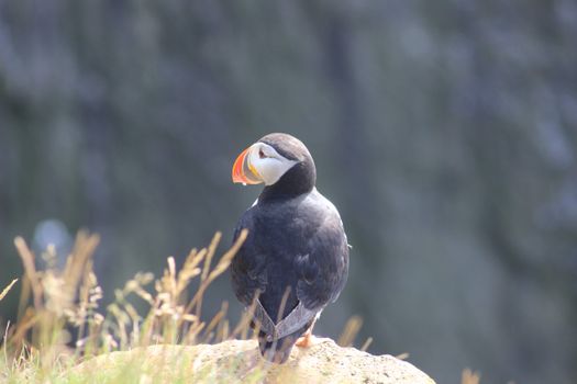 Grímsey Wildlife Tour — photo 7