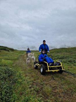 Siberian Husky dry land Dog sledding — photo 3