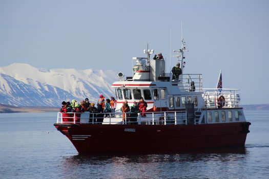 Akureyri Classic Whale Watching — photo 19