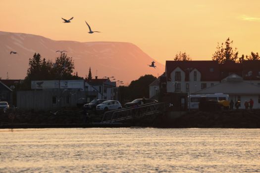 Akureyri Express Whales in the Midnight Sun — photo 12