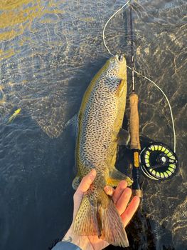 Private Fly Fishing Day Tour for Big Brown Trout - West Rangá Trout Beat — photo 15