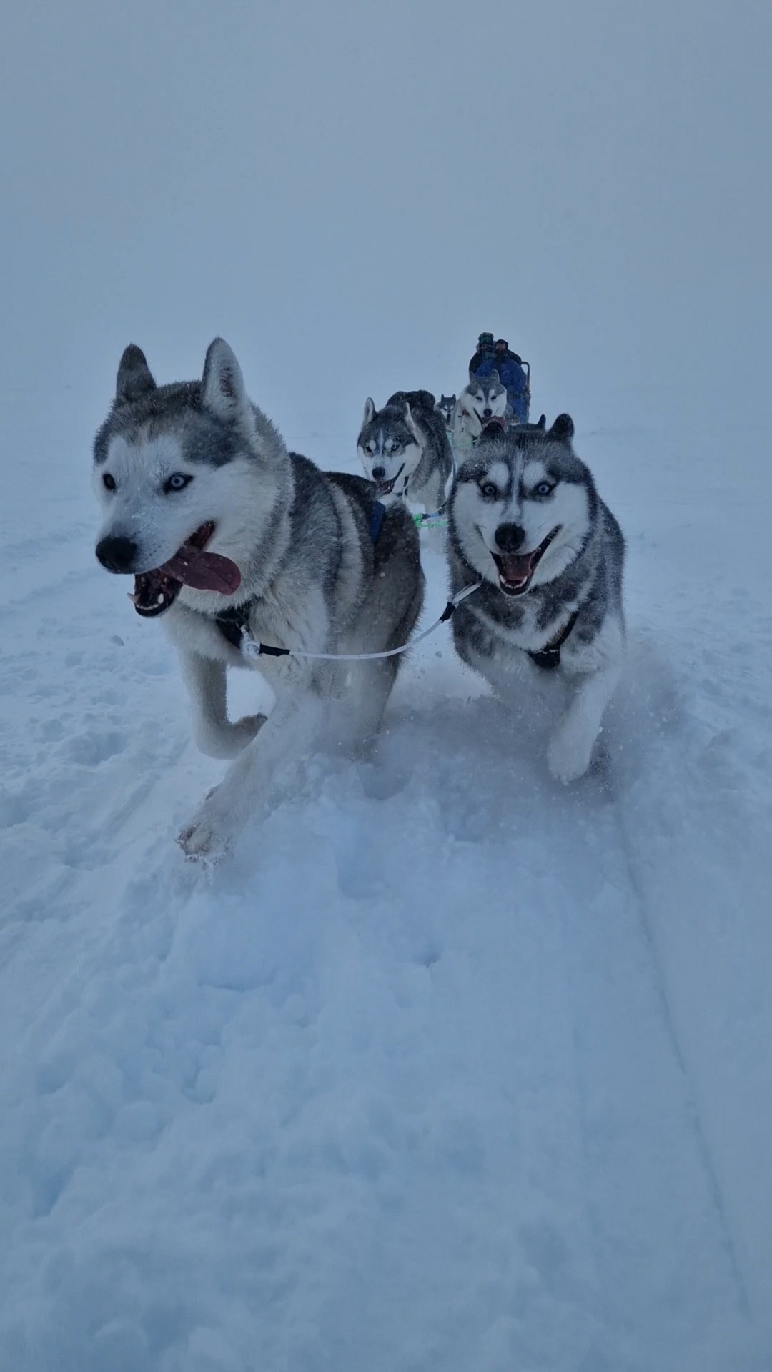 Siberian Husky Dog Sledding, photo 23 of 24
