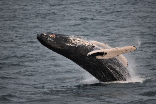 Whales & Sea Angling — photo 8