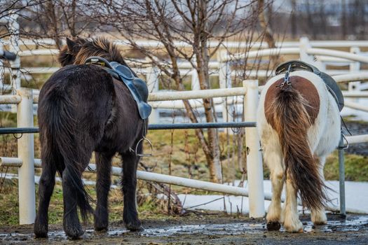 02G - Icelandic Diversity — photo 7