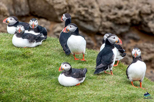 Vestmannaeyjar Day Tour — photo 14