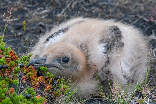 Ingólfshöfði Puffin Tour — photo 9