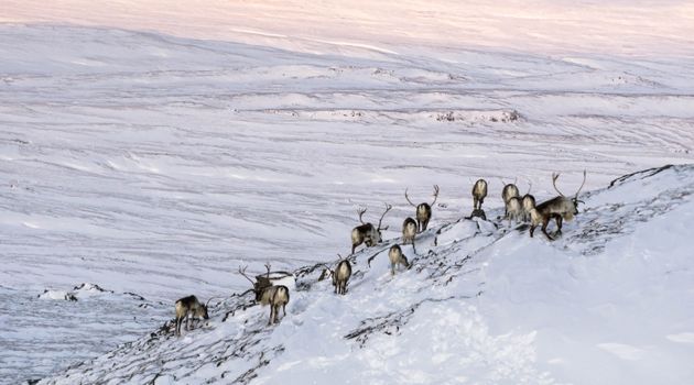 Wild Reindeer Experience — photo 2