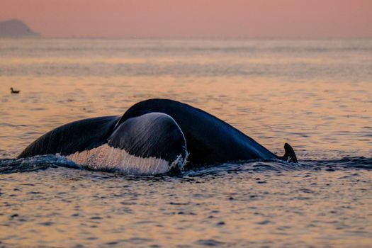 Premium Whales & Midnight Sun