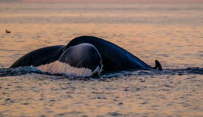 Premium Whales & Midnight Sun