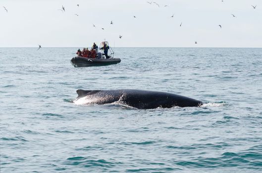 Reykjavík Premium Whale Watching — photo 8