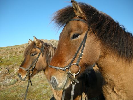 Into The Hot Spring Valley - Horseback ride & bathe (small groups guarantee) - Reykjadalur — photo 9