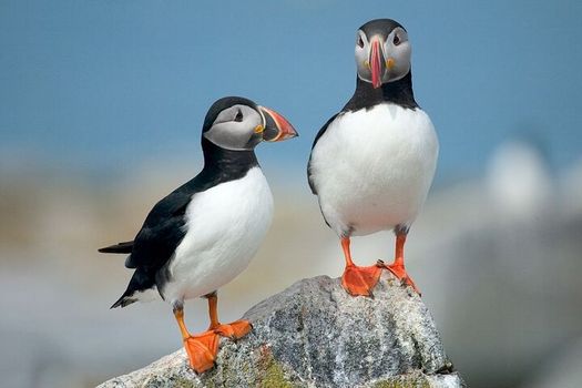 Puffins and Pirates ATV Tour — photo 5