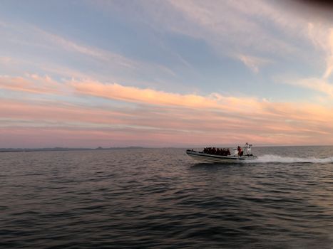 Premium Whales & Midnight Sun — photo 10