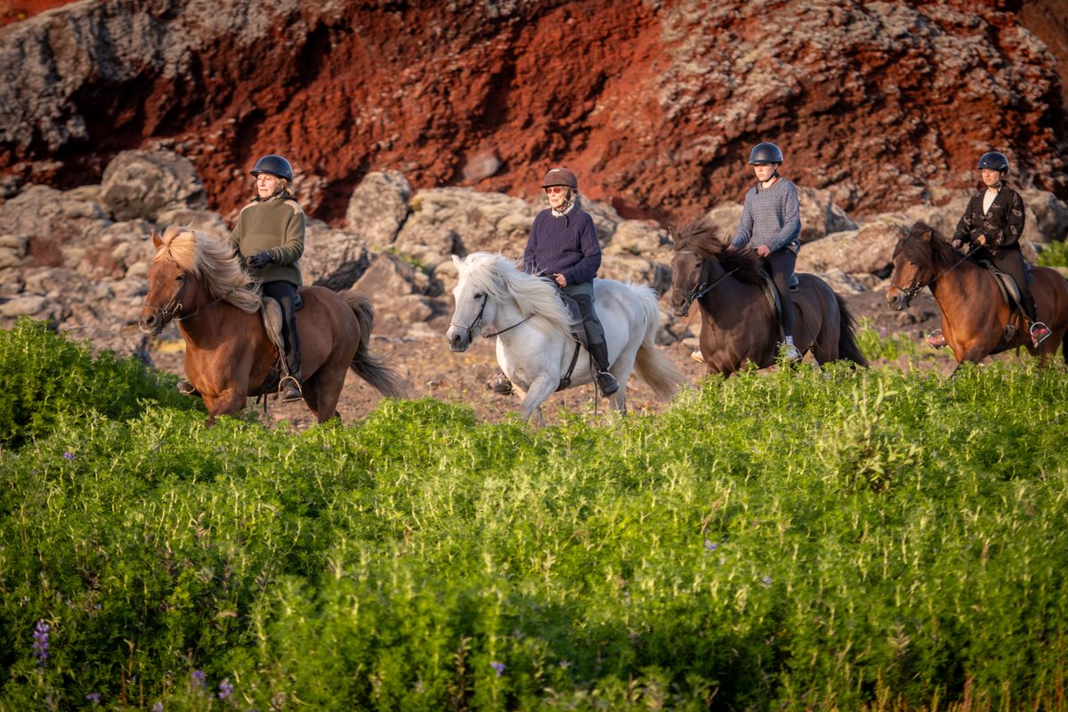 Viking Horses Sleipnir Evening Tour, photo 9 of 10