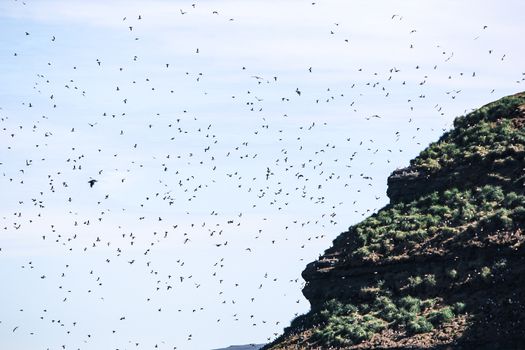 Whales and Puffins — photo 3
