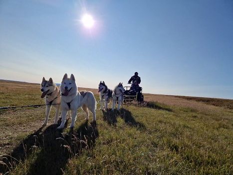 Siberian Husky dry land Dog sledding — photo 8