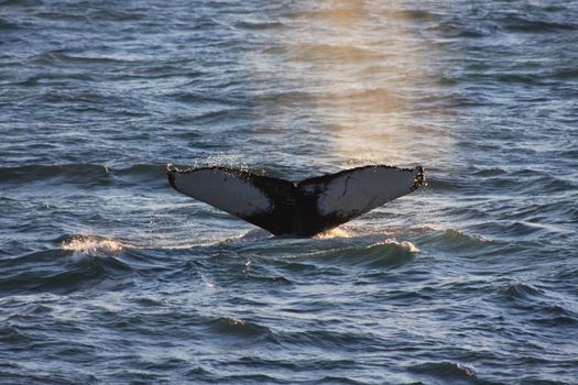 RIB Express - Whale Whatching- from Downtown Reykjavik — photo 4