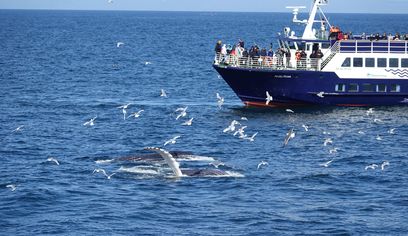 Whale watching - Downtown Reykjavík