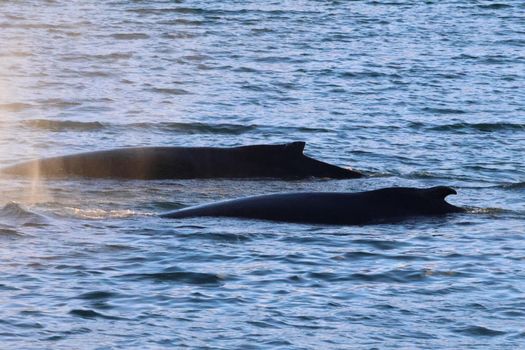 Akureyri Classic Whale Watching — photo 18