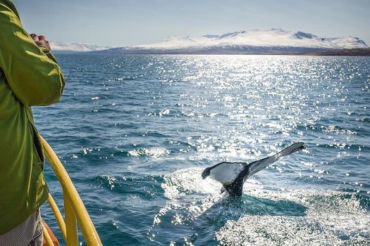 Whale Watching and Sea Angling Tour — photo 4