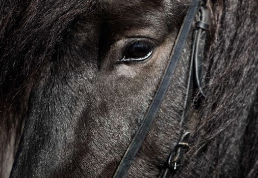 1 Hour Private Horseback Riding - Join us for an unforgettable adventure, where you can connect with these magnificent animals. — photo 2