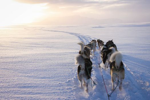 Dog Sledding Near Reykjavik — photo 2